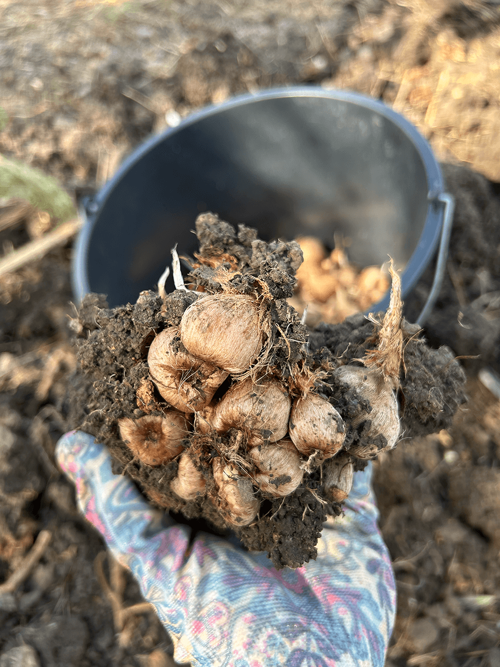 Saffron bulbs(croms)2